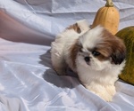 Small Photo #6 Shih Tzu Puppy For Sale in GOSHEN, IN, USA