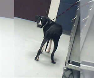 Mutt Dogs for adoption in Fayetteville, NC, USA