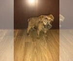 Small #5 Poodle (Toy)