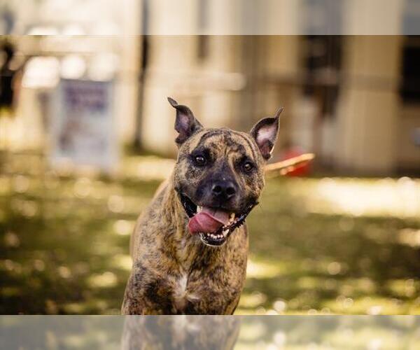 Medium Photo #1 Mutt Puppy For Sale in Orlando, FL, USA