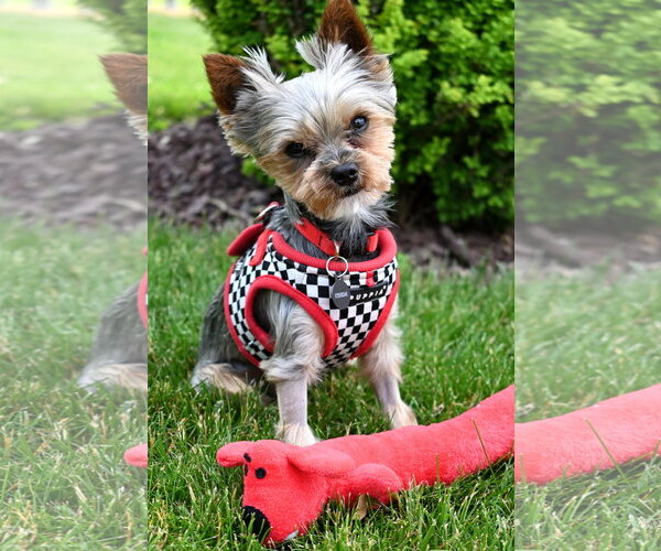 Medium Photo #1 Mutt Puppy For Sale in Allentown,, PA, USA