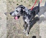 Small #2 Great Dane