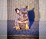 Small #21 French Bulldog
