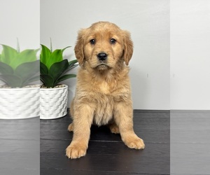 Golden Retriever Puppy for sale in FRANKLIN, IN, USA