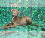 Small American Pit Bull Terrier Mix