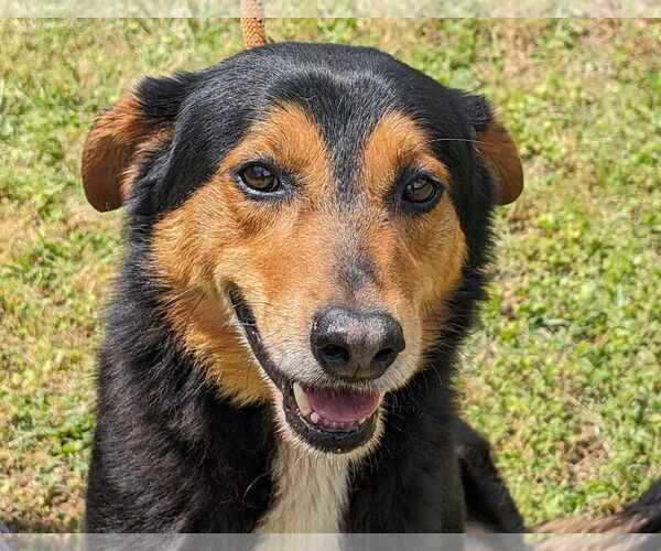 Medium Photo #4 English Shepherd-Unknown Mix Puppy For Sale in Anniston, AL, USA