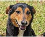 Small #3 English Shepherd Mix