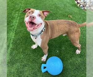 Mutt Dogs for adoption in Alameda, CA, USA