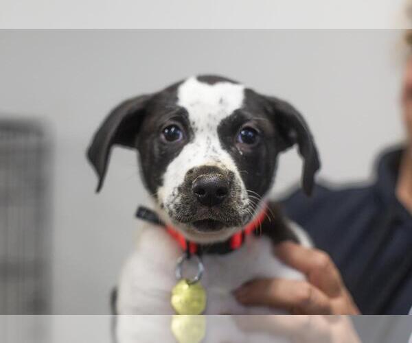 Medium Photo #2 Labrador Retriever-Unknown Mix Puppy For Sale in Mountain Home, AR, USA