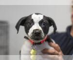 Small #1 Labrador Retriever Mix