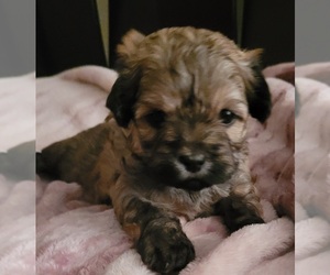 ShihPoo Puppy for sale in CHARLESTON, SC, USA