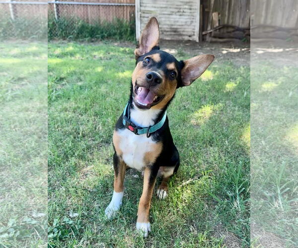 Medium Photo #5 Mutt Puppy For Sale in Lillian, TX, USA