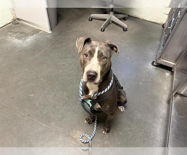 Medium Photo #1 Mutt Puppy For Sale in Santa Cruz, CA, USA