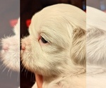 Puppy Simba Shih Tzu