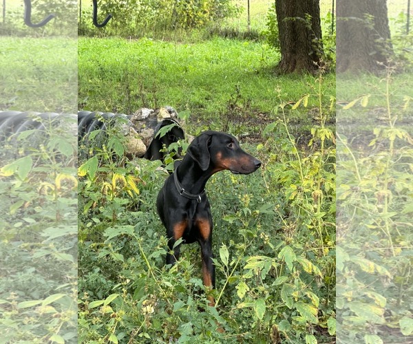 Medium Photo #11 Doberman Pinscher Puppy For Sale in Buffalo, MN, USA
