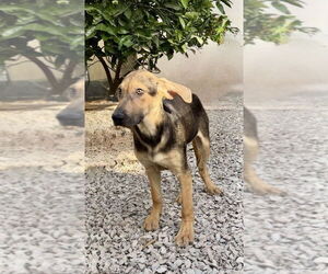 Jordie - Male Mutt Dog for Adoption - Photo #3
