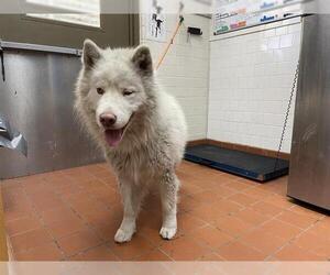Siberian Husky Dogs for adoption in Camarillo, CA, USA