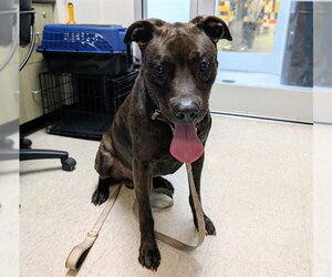 Mutt Dogs for adoption in Plano, TX, USA
