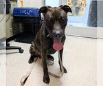 CHOCOLATE - Male Mutt Dog for Adoption - Small photo