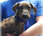 Small Plott Hound