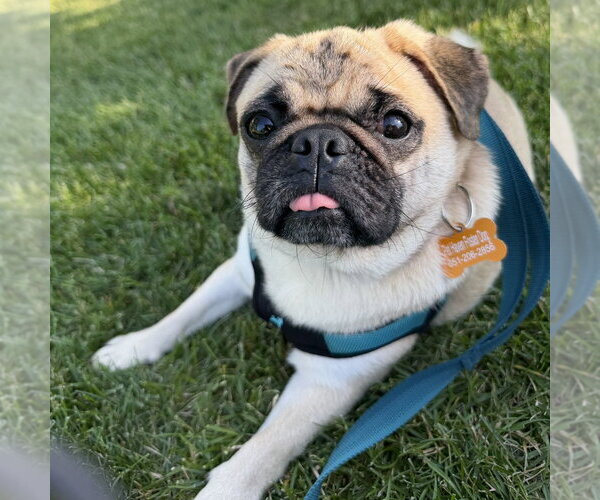 Medium Photo #4 Pug Puppy For Sale in Minneapolis, MN, USA