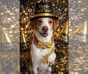 Beagle Dogs for adoption in Westminster, MD, USA