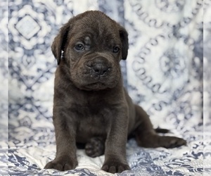 Cane Corso Puppy for sale in NEWTON, NJ, USA