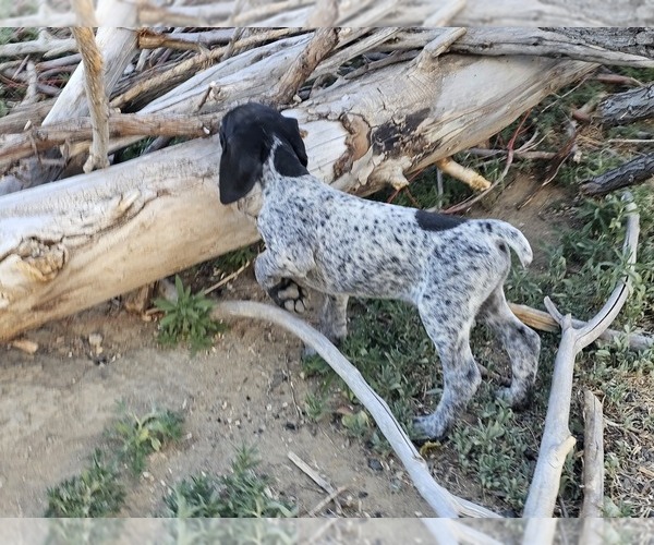 Medium Photo #74 German Shorthaired Pointer Puppy For Sale in EVANSVILLE, WY, USA