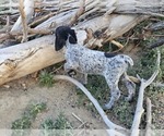 Small Photo #74 German Shorthaired Pointer Puppy For Sale in EVANSVILLE, WY, USA