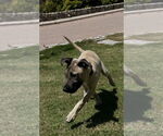 Small #1 Mutt