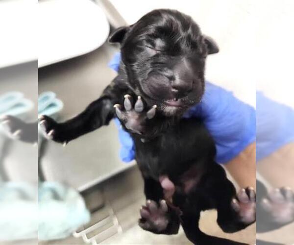 Medium Photo #1 German Shepherd Dog-Unknown Mix Puppy For Sale in Houston, TX, USA