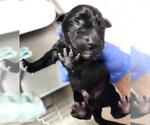 Small German Shepherd Dog Mix