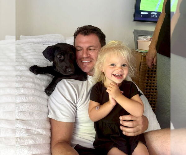 Medium Photo #6 Labrador Retriever-Unknown Mix Puppy For Sale in San Juan Capistrano, CA, USA