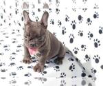 Small Photo #4 French Bulldog Puppy For Sale in HILLSBORO BCH, FL, USA