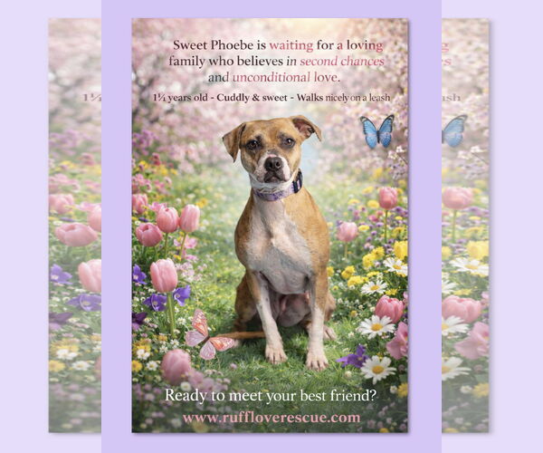 Medium Photo #1 Bulldog-Staffordshire Bull Terrier Mix Puppy For Sale in Thomasville, NC, USA