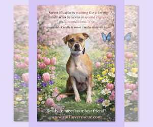 Bulldog-Staffordshire Bull Terrier Mix Dogs for adoption in Thomasville, NC, USA