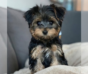 Yorkshire Terrier Puppy for sale in MADISONVILLE, KY, USA