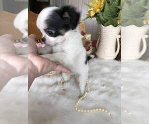 Chihuahua Puppy for sale in TRACY, CA, USA
