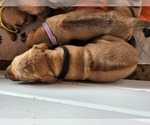 Small Photo #8 Rhodesian Ridgeback Puppy For Sale in LOCKHART, TX, USA