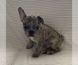 French Bulldog Puppy for sale in JOHNS ISLAND, SC, USA
