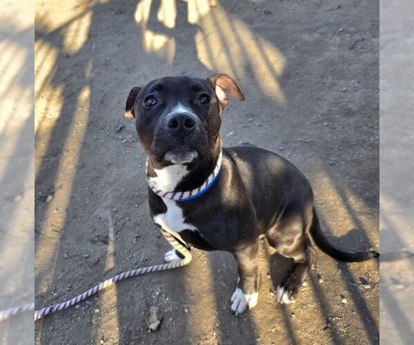 Medium Photo #1 Mutt Puppy For Sale in Long Beach, CA, USA