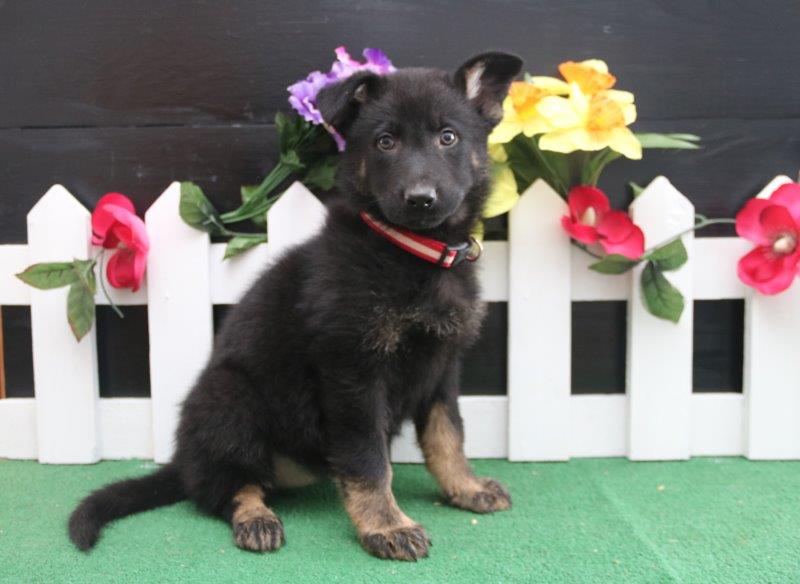 Medium Photo #1 German Shepherd Dog Puppy For Sale in NEW HOLLAND, PA, USA