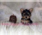 Small #11 Yorkshire Terrier