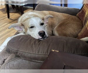 Sandwich - Female Labrador Retriever-Unknown Mix Dog for Adoption - Photo #3