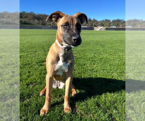 Sedona - Female Labrador Retriever-Unknown Mix Dog for Adoption - Photo #6