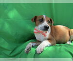 Small Labrador Retriever Mix