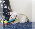 Small #3 Maltese