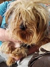 Yorkshire Terrier Puppy for sale in HARDINSBURG, IN, USA