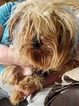 Small Photo #1 Yorkshire Terrier Puppy For Sale in HARDINSBURG, IN, USA