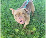 Small #1 American Staffordshire Terrier-Bulldog Mix
